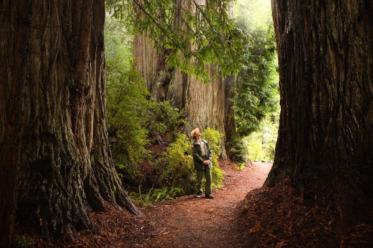 Национальный парк Редвуд Redwood National Park