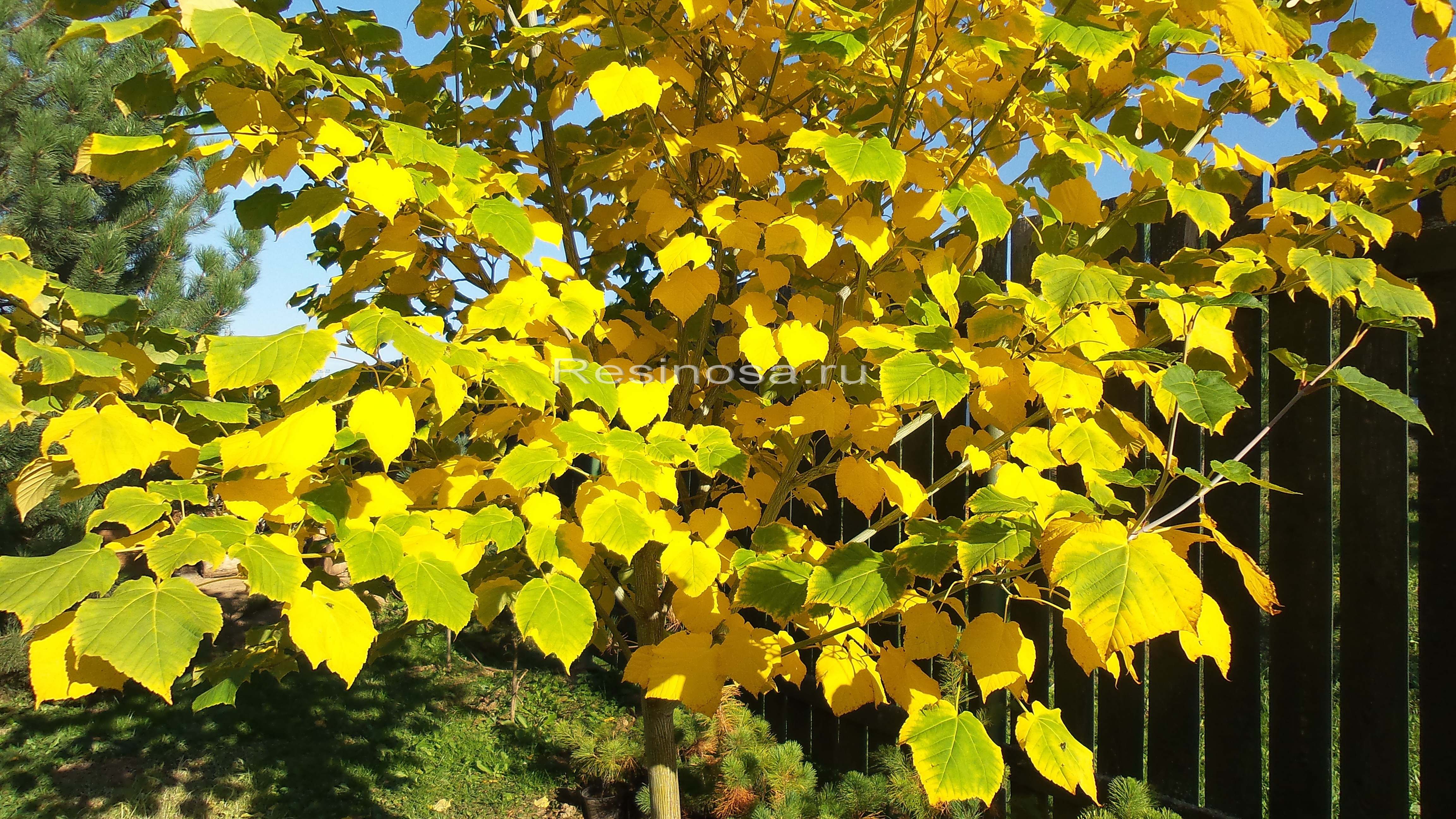 Клён зеленокорый (Acer tegmentosum)