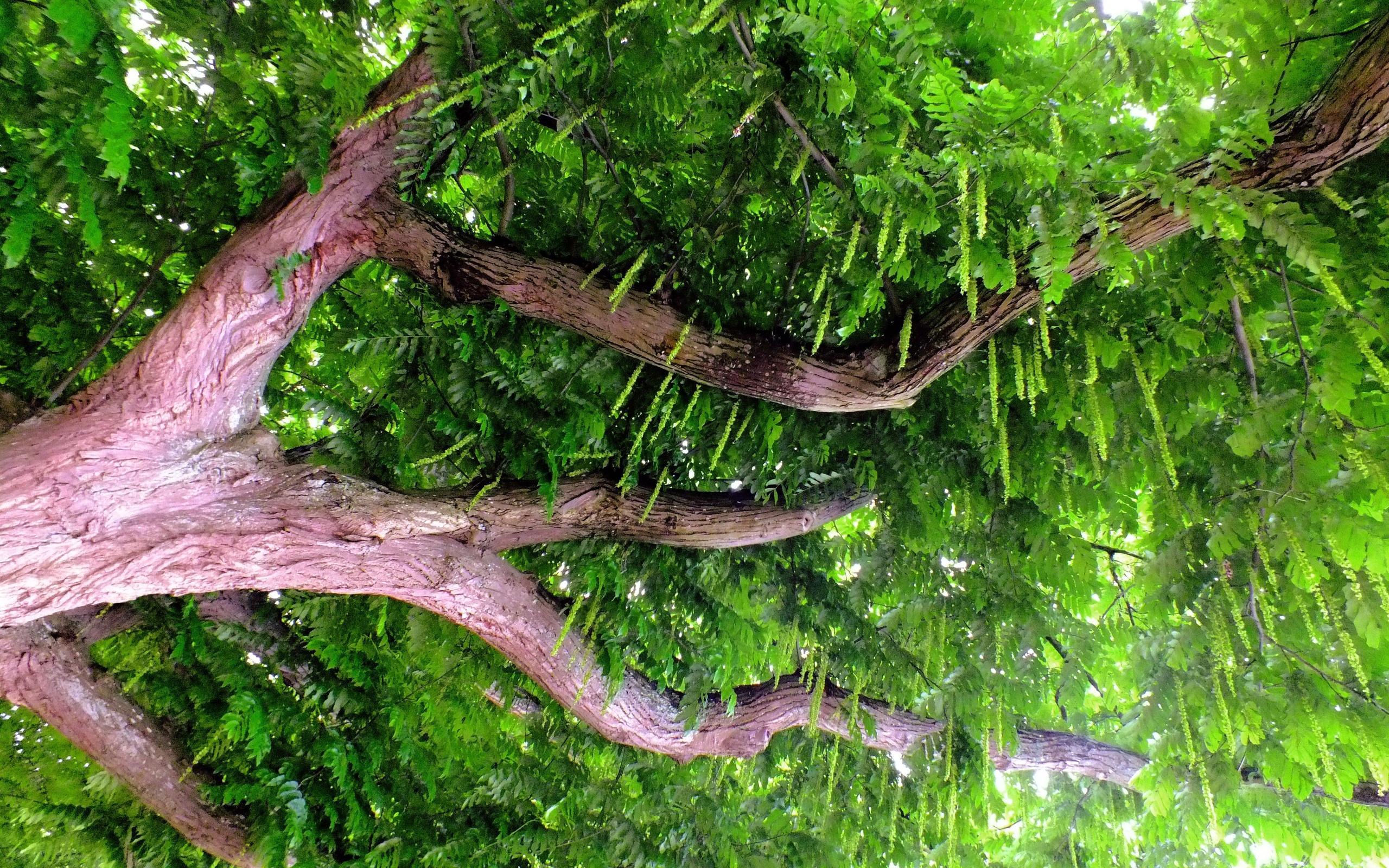 Gleditsia sinensis