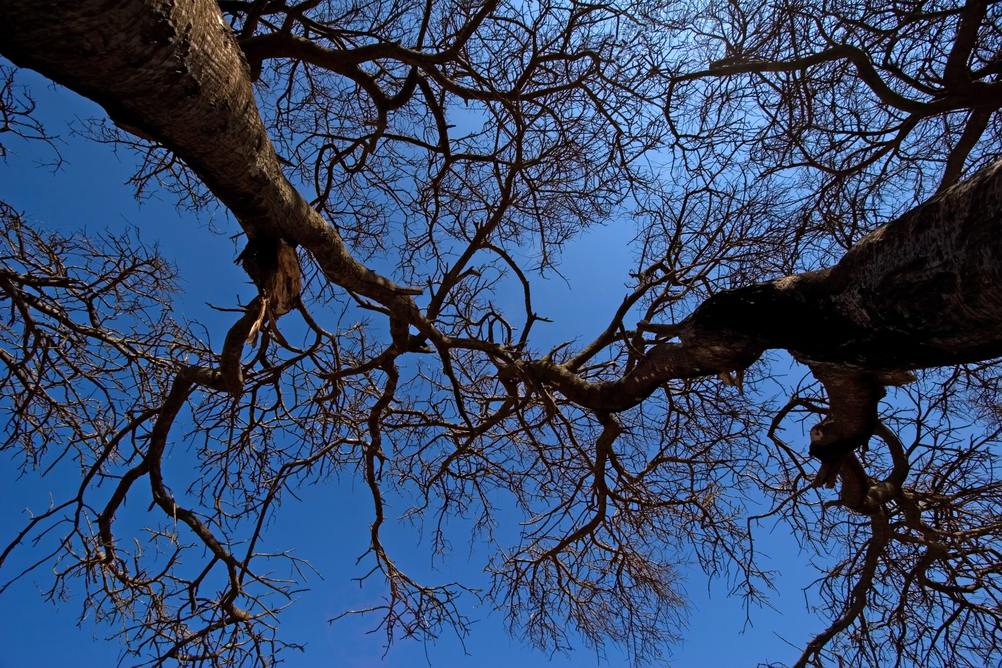 Анчар дерево фото