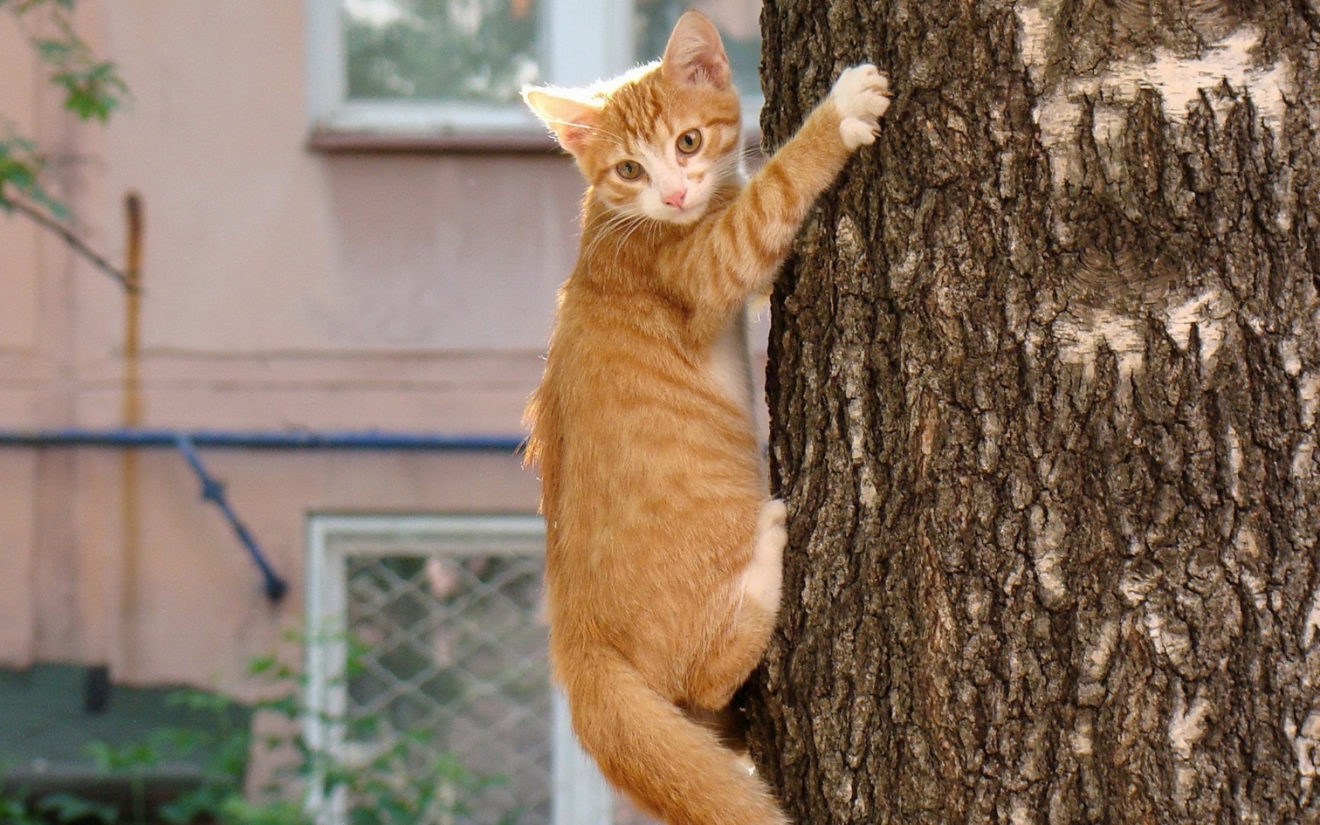 Кот лезет на дерево