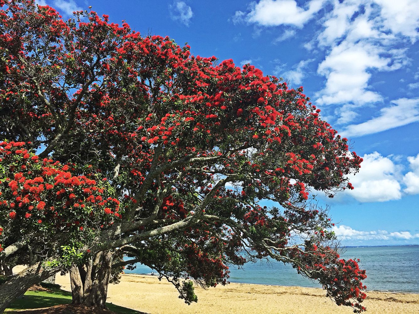 Похутукава новозеландское Рождественское дерево