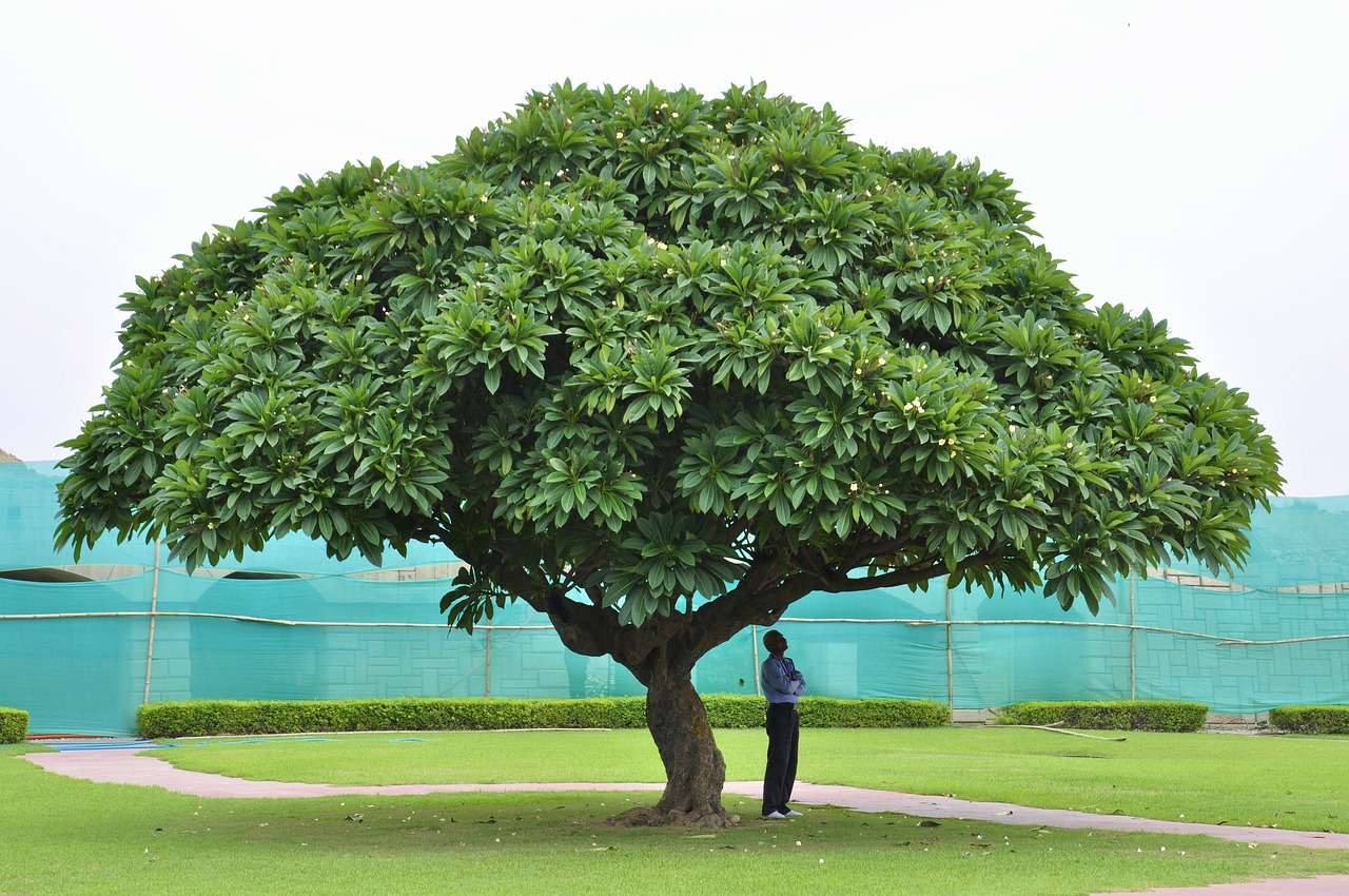 Джатовое дерево