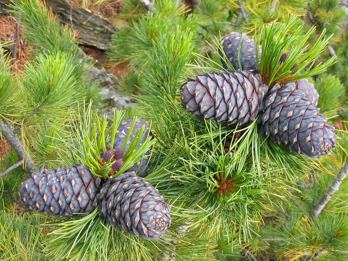 Кедр Сибирский Pinus sibirica