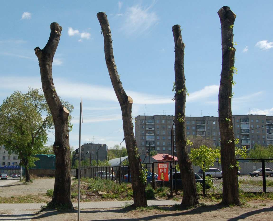 Где Купить В Челябинске Деревья
