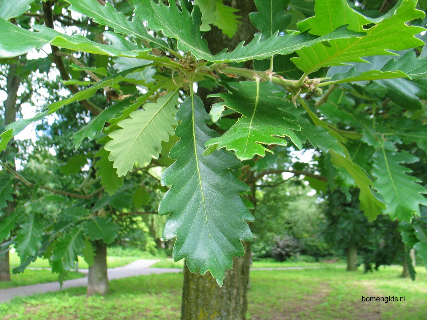 Дуб пильчатый (Quercus serrata)