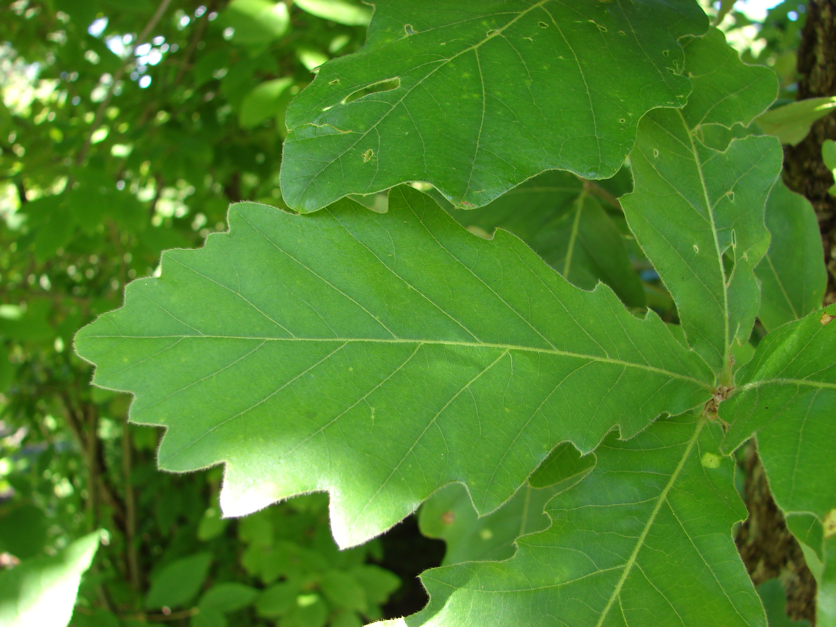 Дуб пильчатый (Quercus serrata)