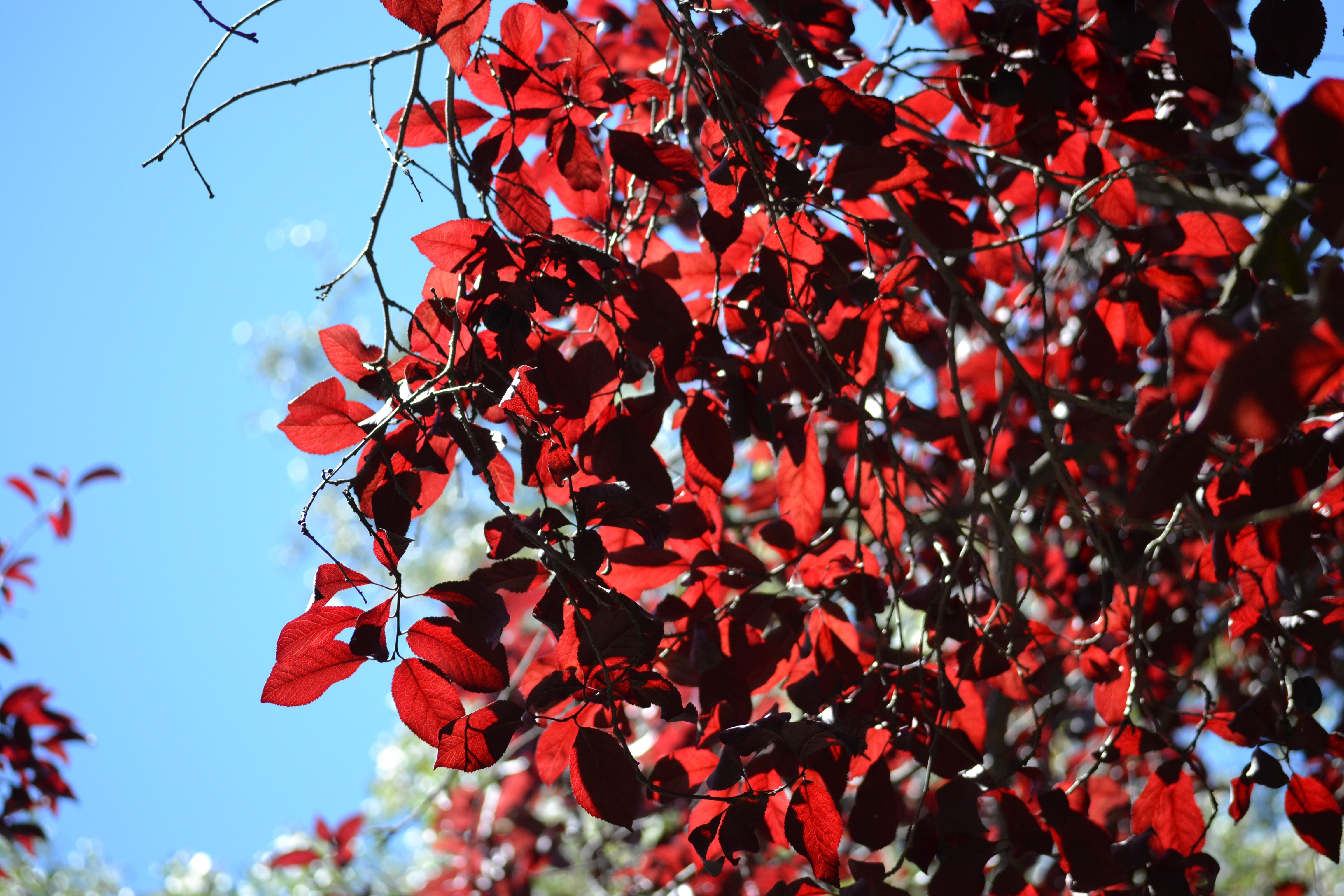 Дерево С Красными Листьями