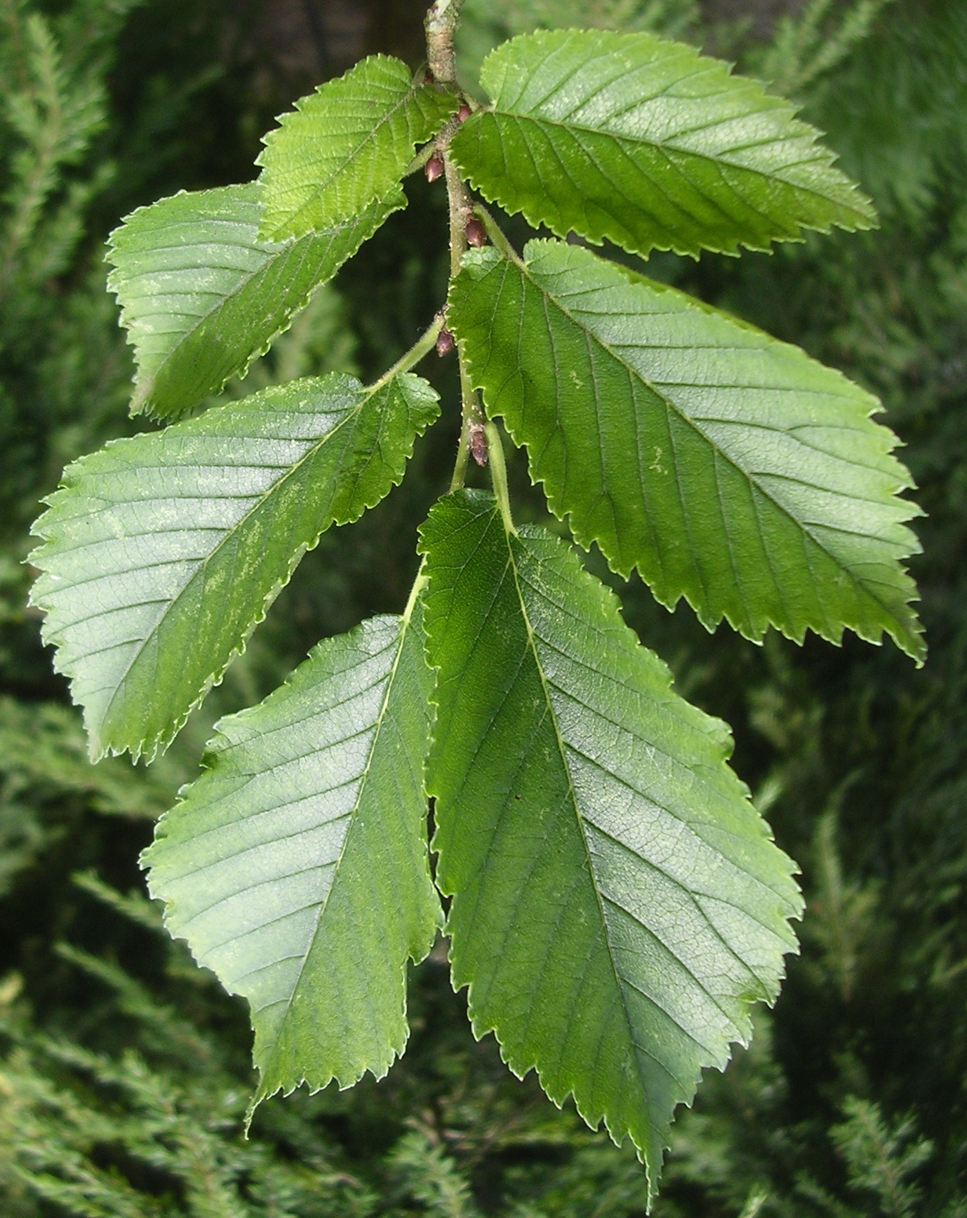 Вяз гладкий (Ulmus laevis)