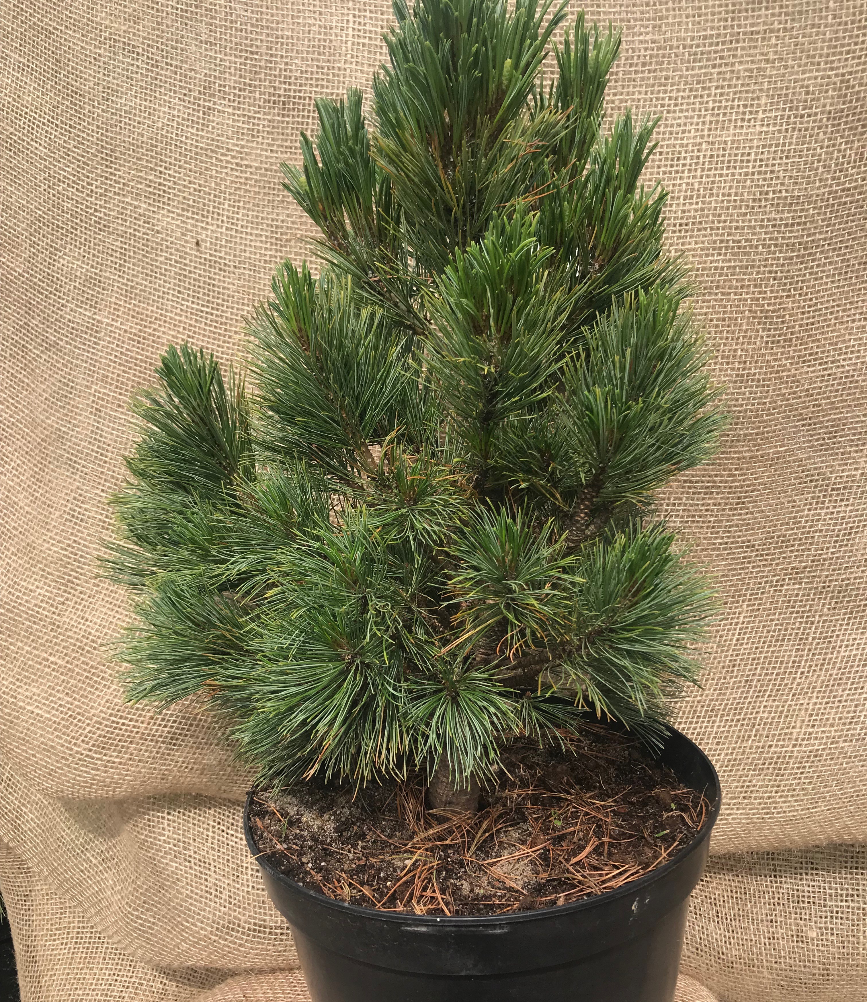 Сосна румелийская Pinus peuce select