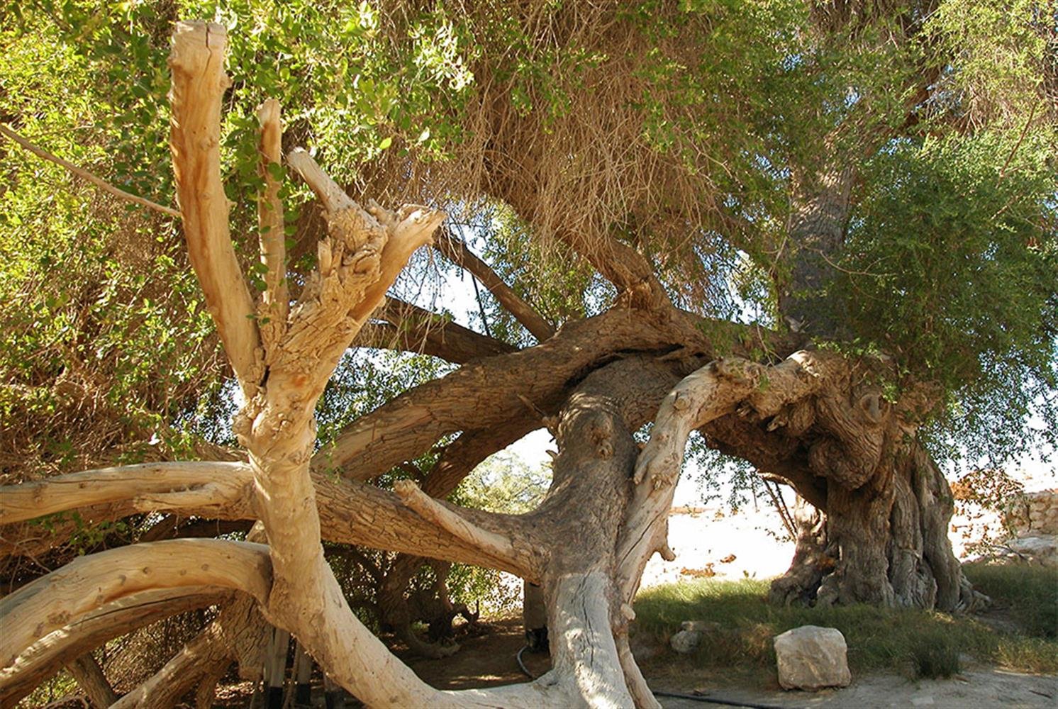 Многоствольное дерево в Турции