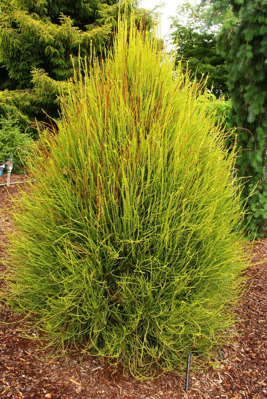 Thuja orientalis elegantissima