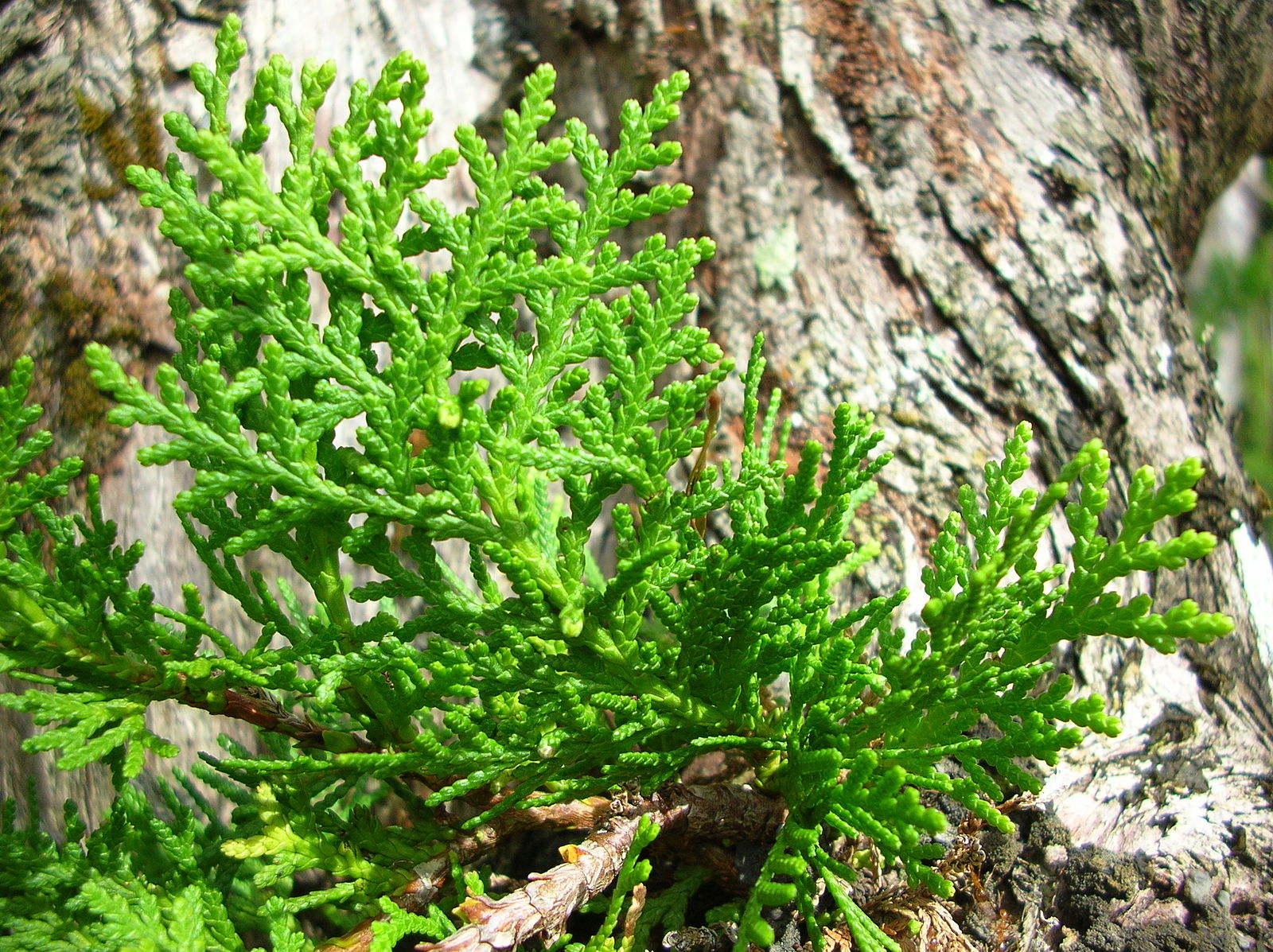 Platycladus orientalis (l.)