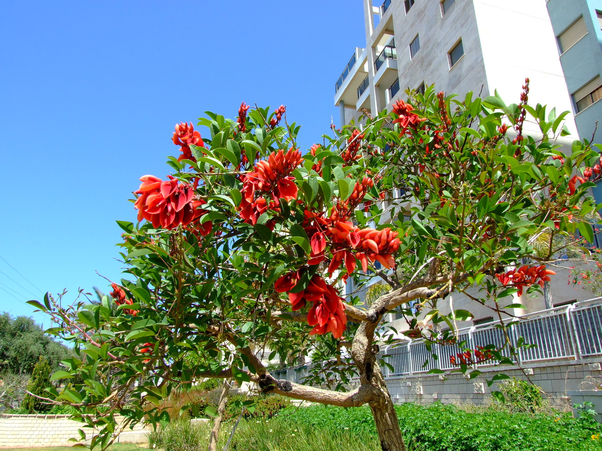 Эритрина коралловое дерево (Erythrina corallodendron)