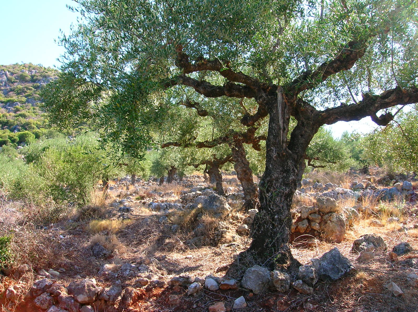 Оливковые Рощи в Турции
