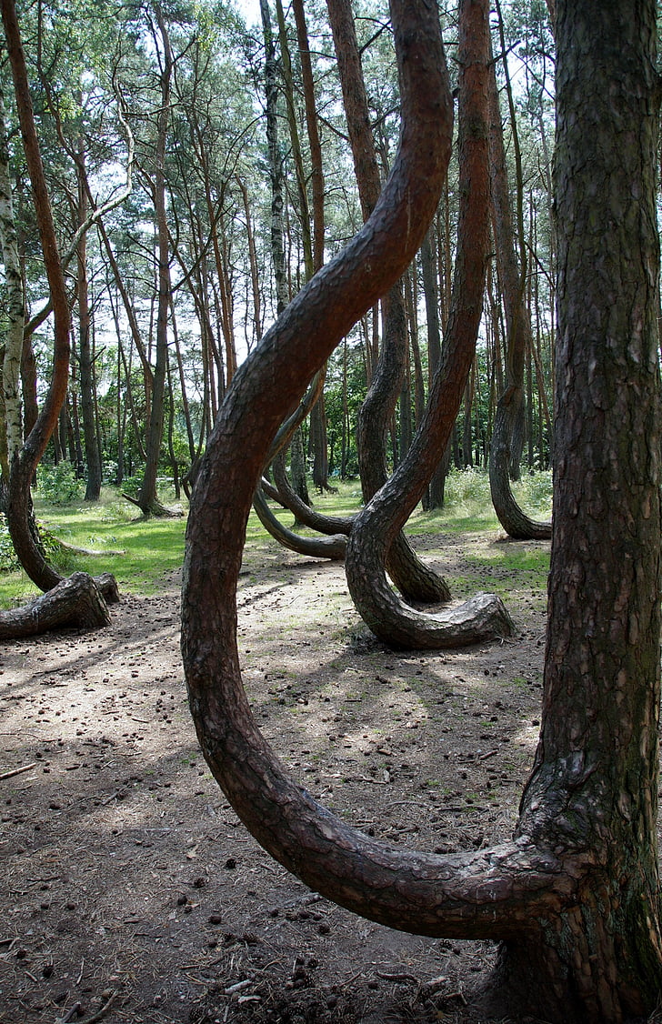 Кривой лес (Crooked Forest) Польша