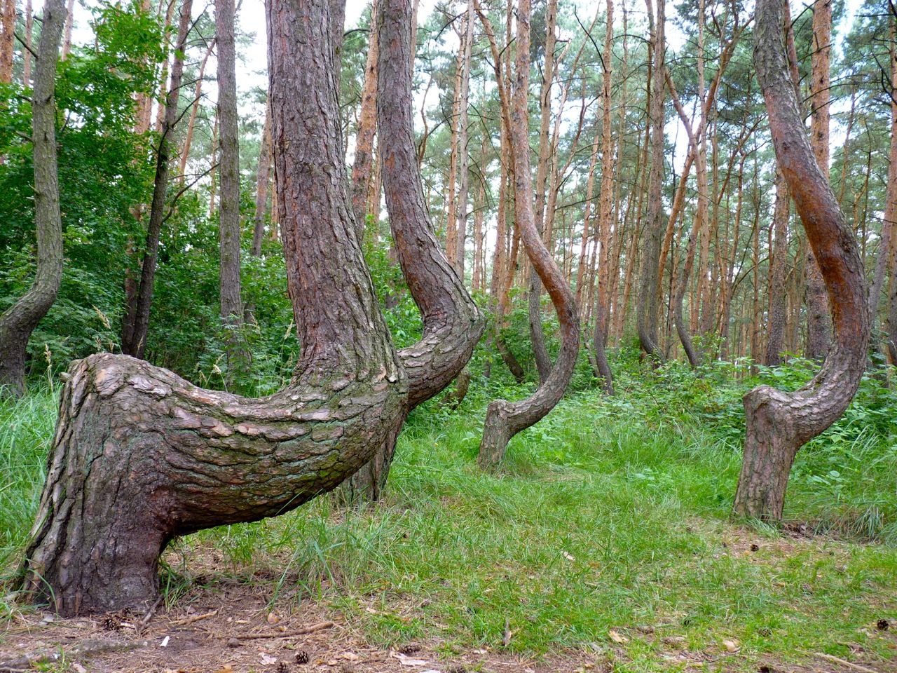 Кривой лес Грыфино Польша