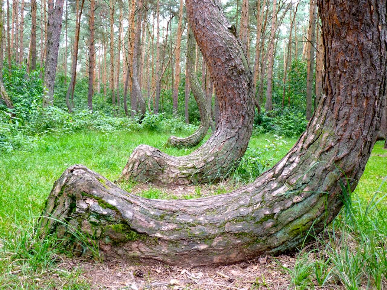Изогнутый лес в Польше