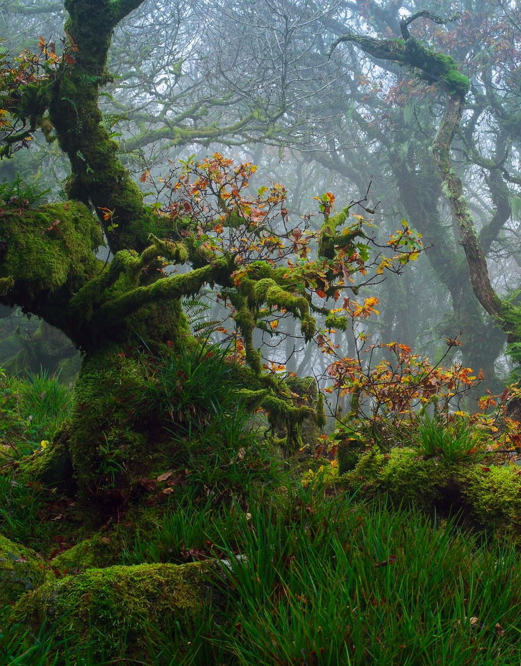 Сказочный древний лес