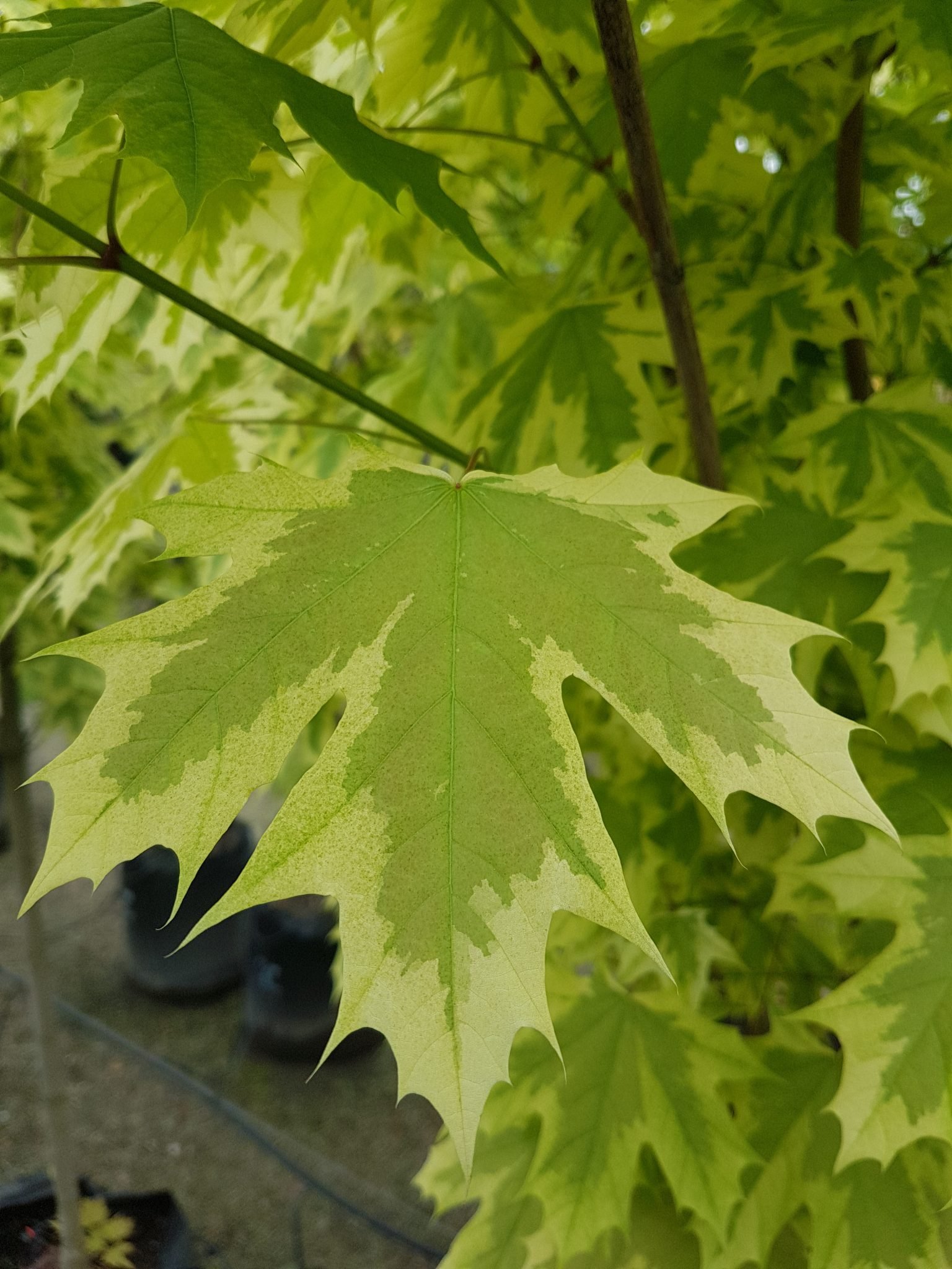 Acer platanoides drummondii