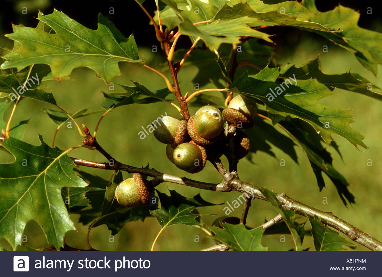 Дуб красный Quercus rubra желуди