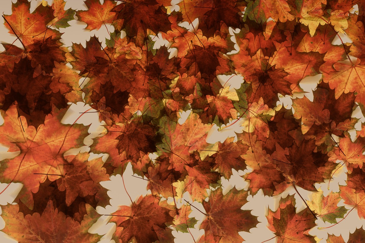 Фотообои осенние листья