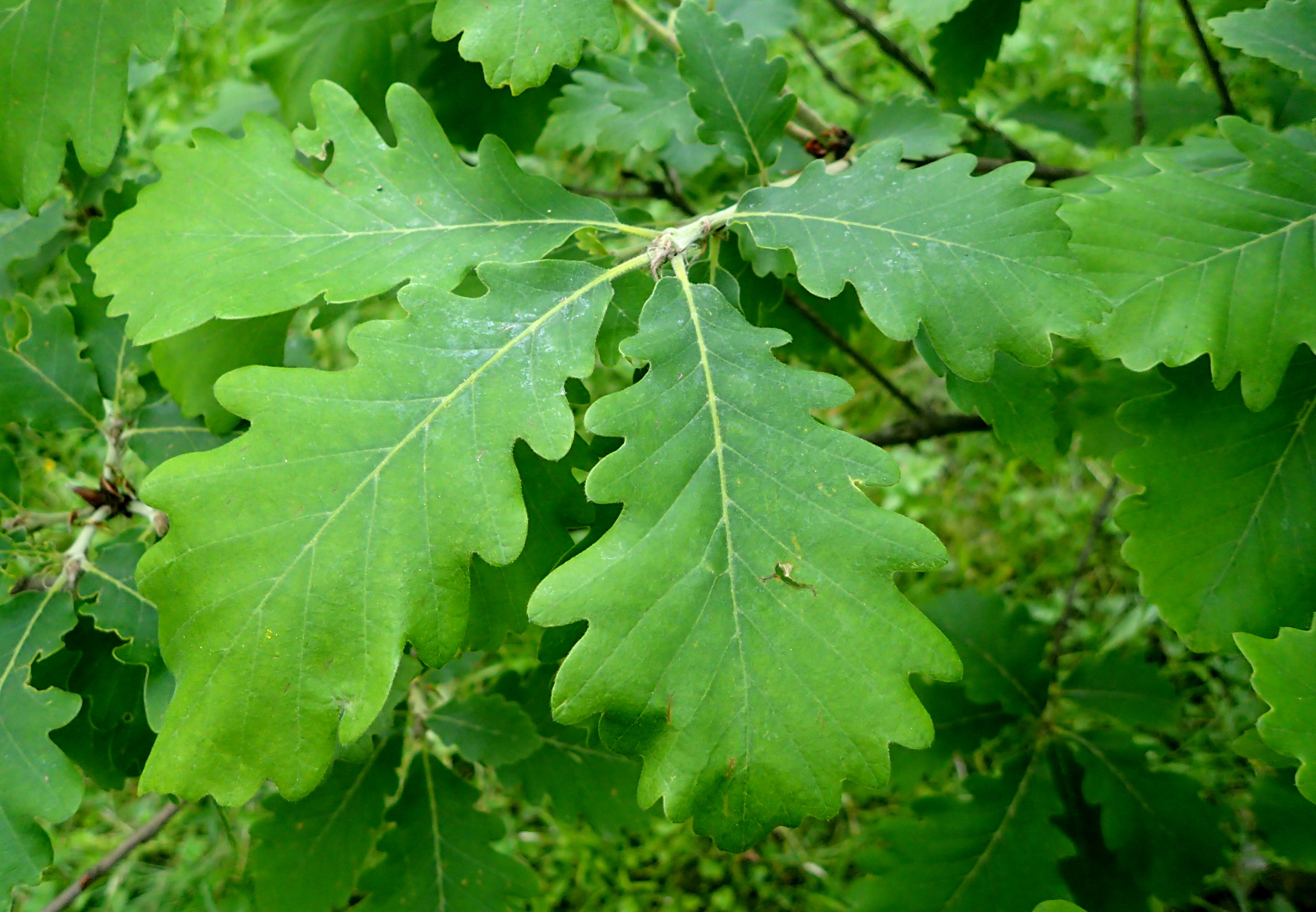 Дуб черешчатый Asplenifolia