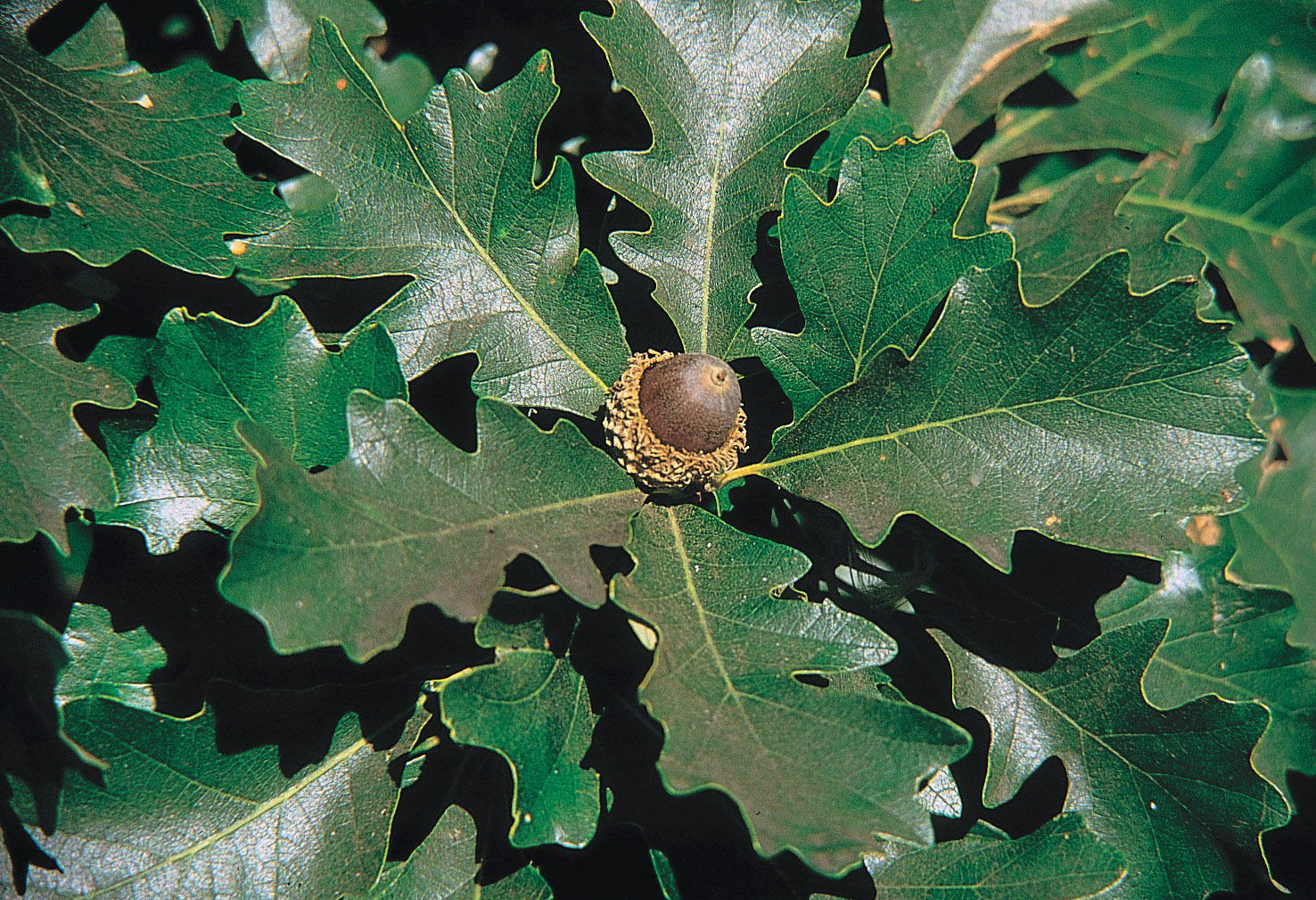 Дуб крупноплодный Quercus macrocarpa