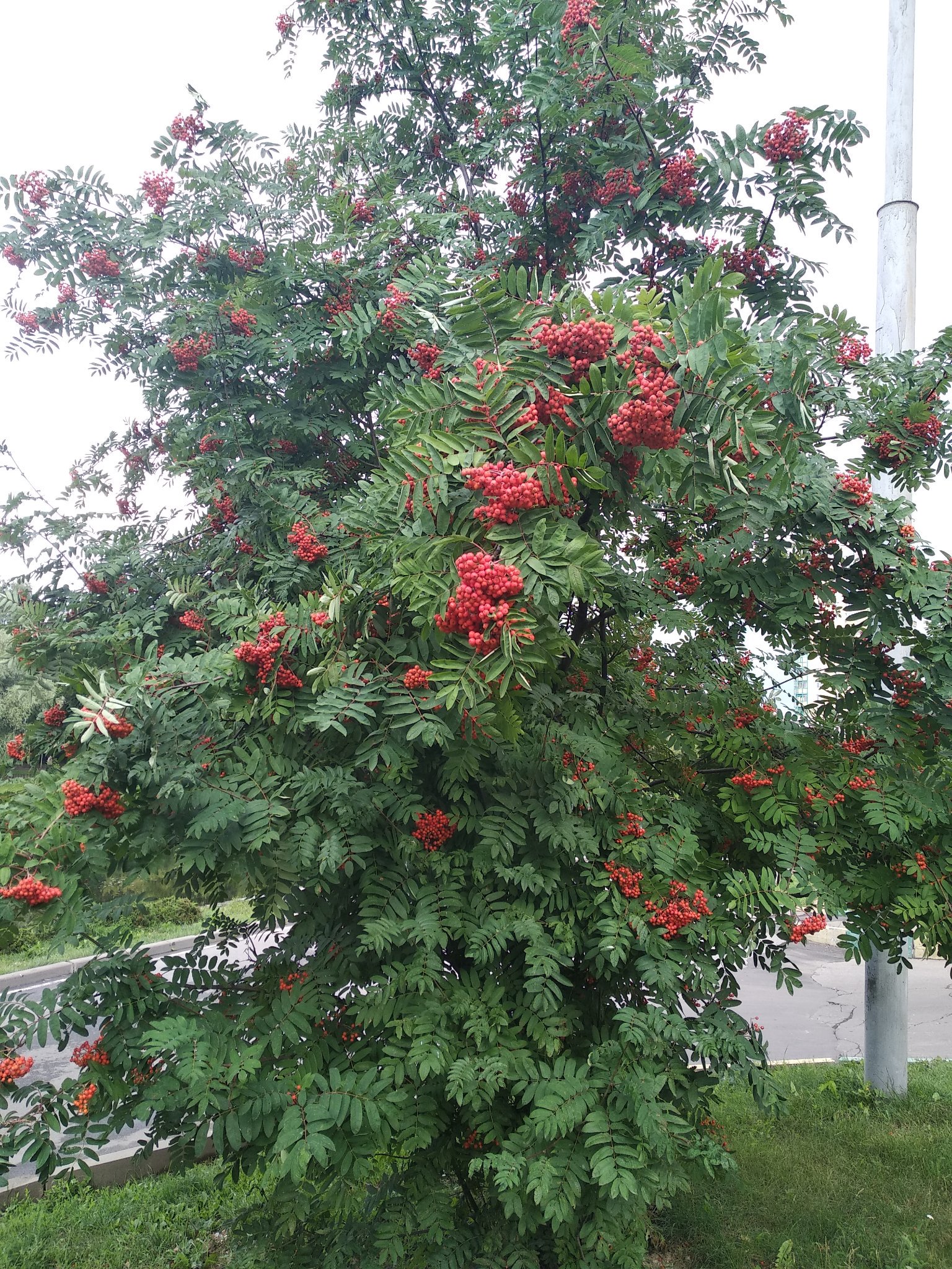 Рябина шведская дуболистная