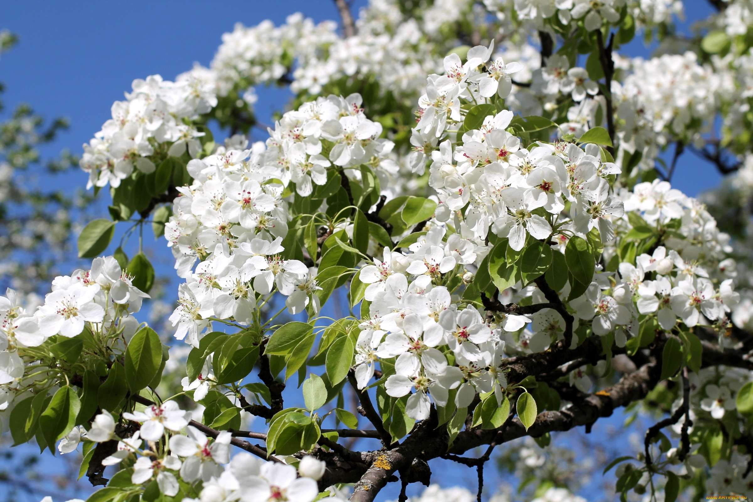 цветут деревья весной фото