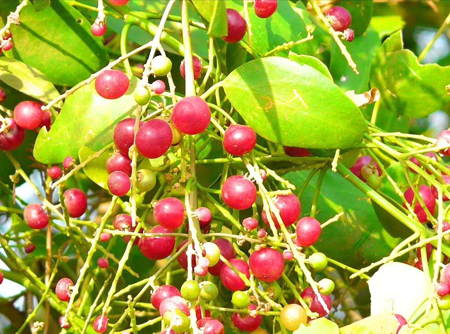 Дерево арак Сальвадора Персидская семена