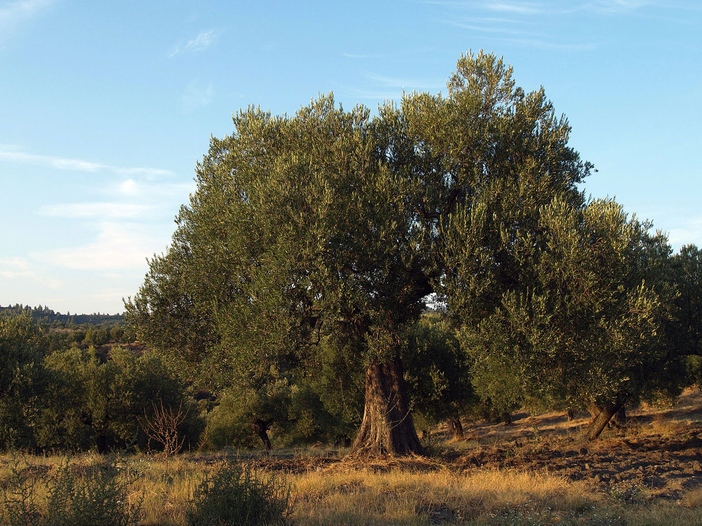 Друидское дерево масличное