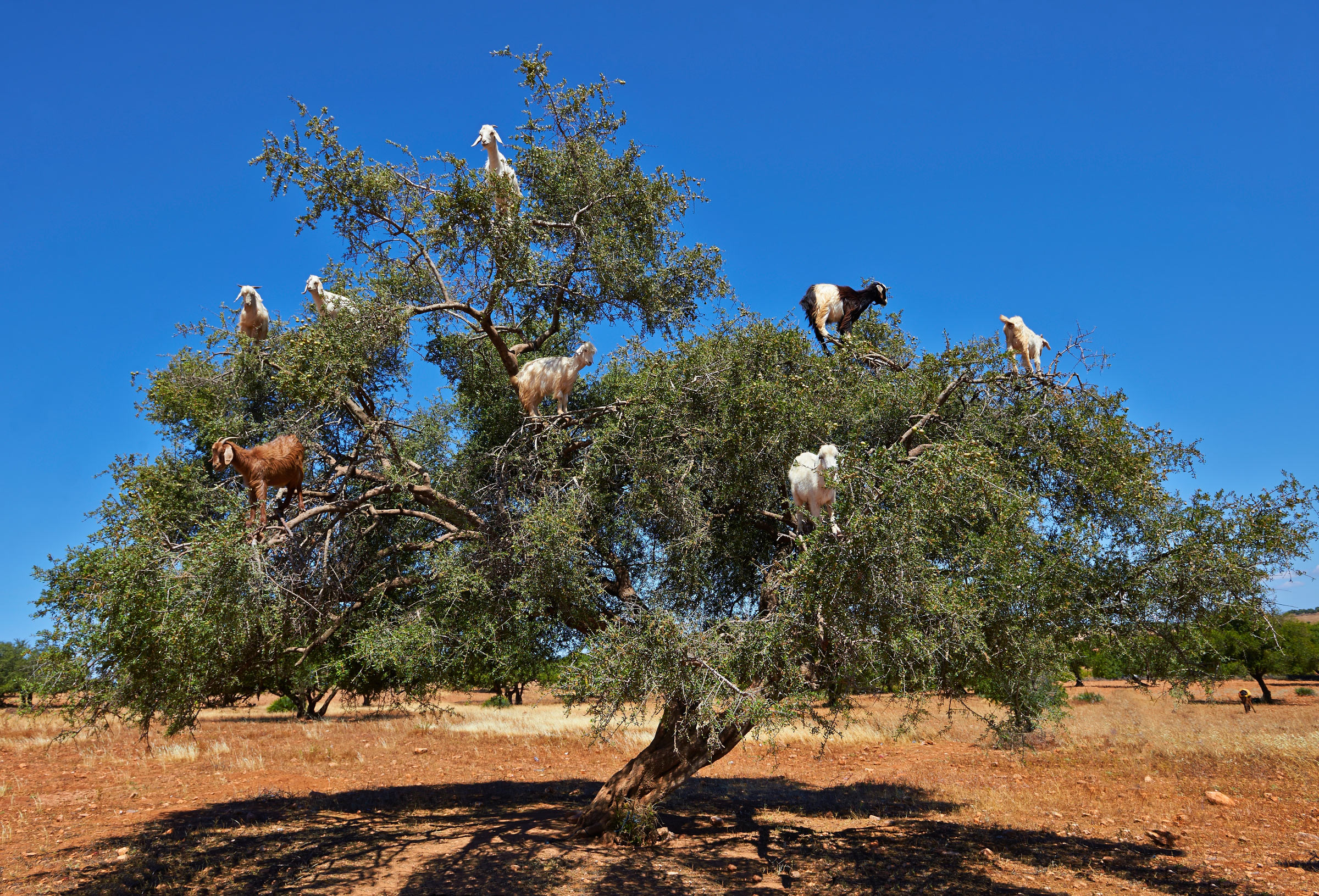 Козы на аргановых деревьях в Марокко