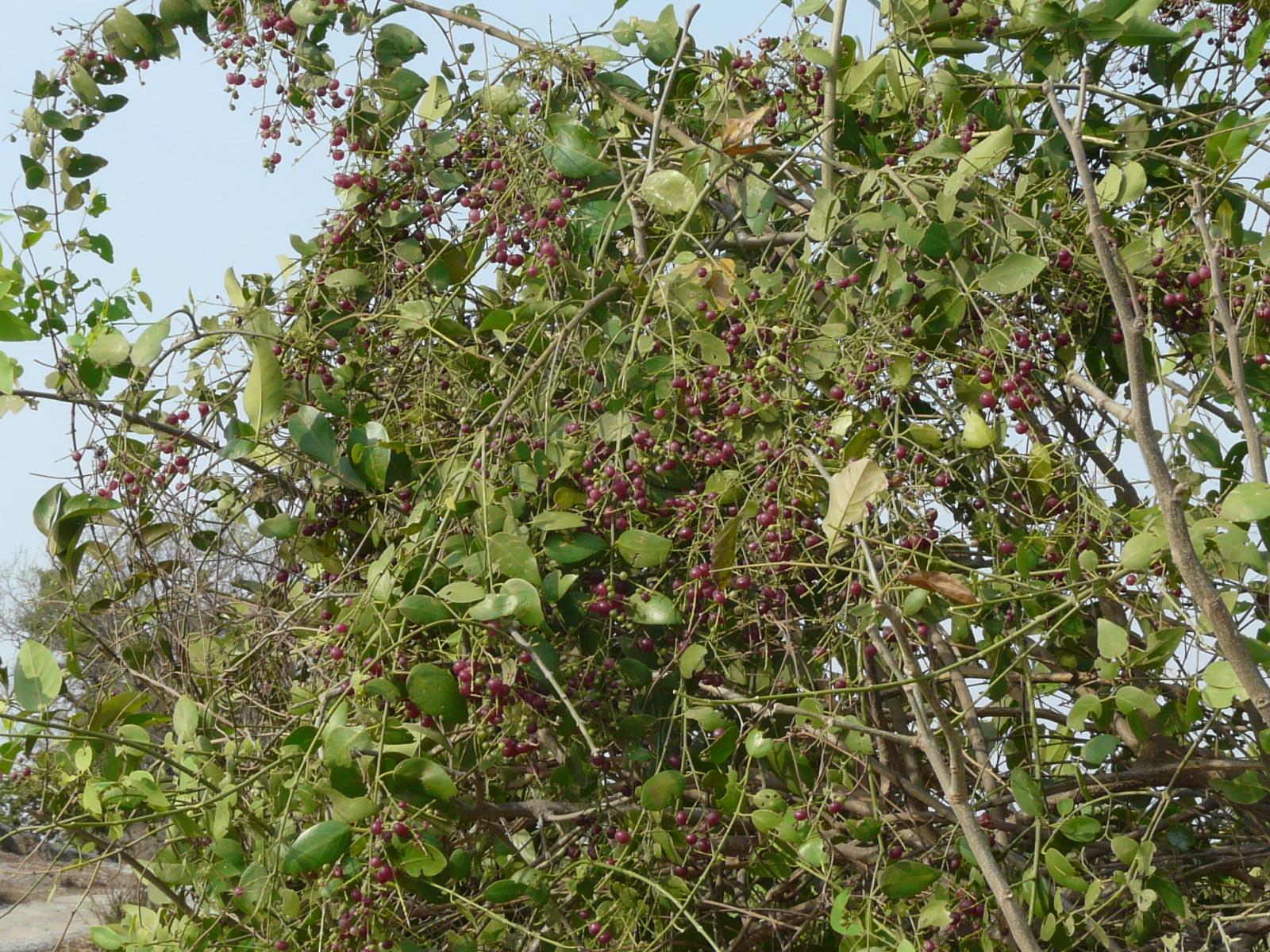 Salvadora persica горчичное дерево