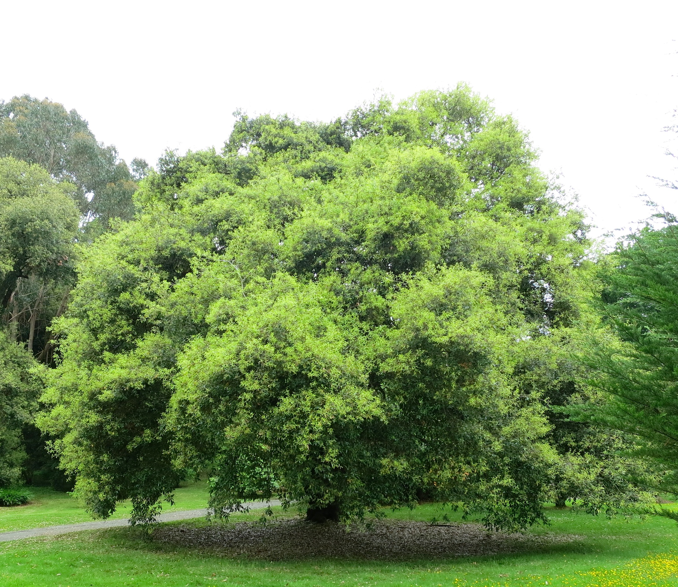 Сальвадора Персидская горчичное дерево
