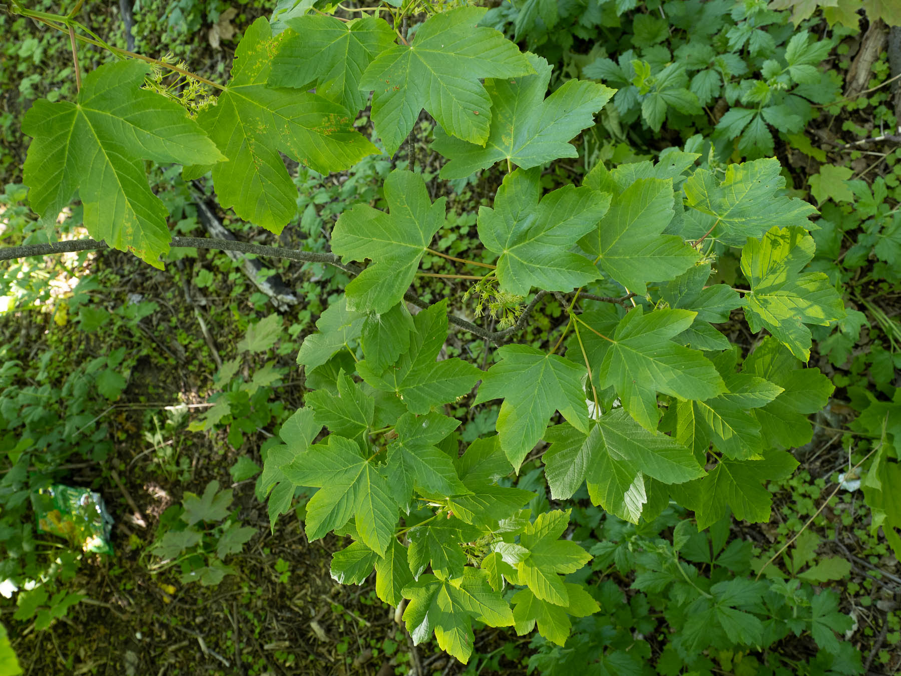 Acer pseudoplatanus 'leopoldii'