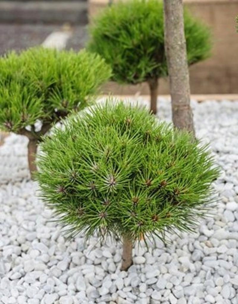 Pinus nigra Marie Bregeon