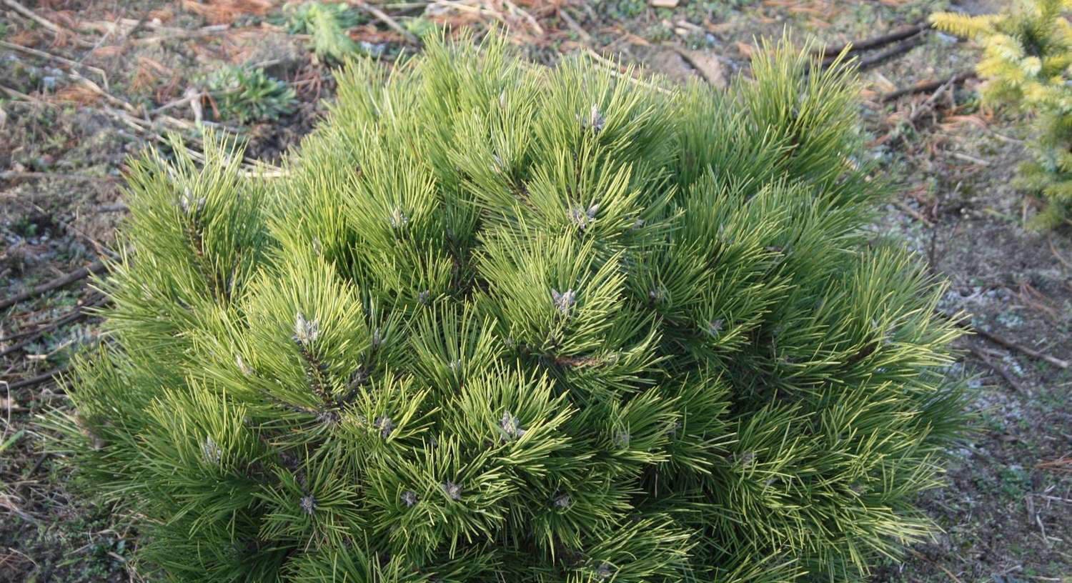 Pinus nigra Helga