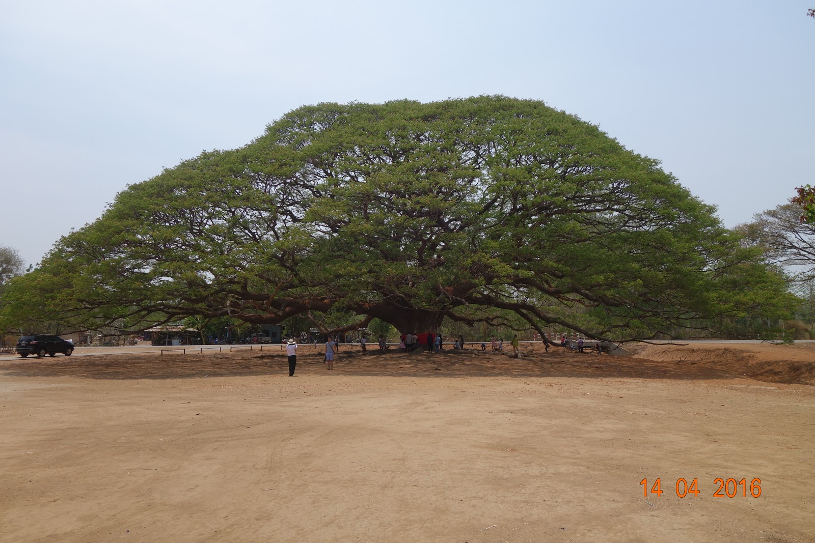 Саман Гонолулу дождевое дерево