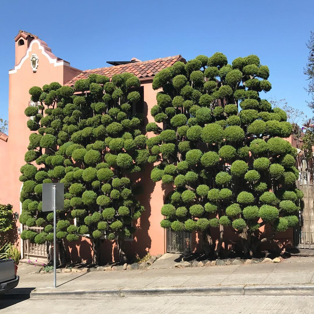 Деревья в Сан Франциско