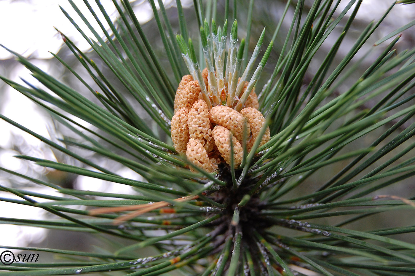 Сосна Крымская (Палласа) Pinus pallasiana