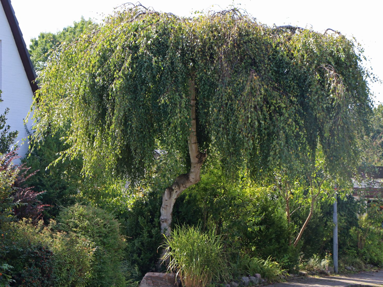 Береза повислая Betula pendula “Youngii”