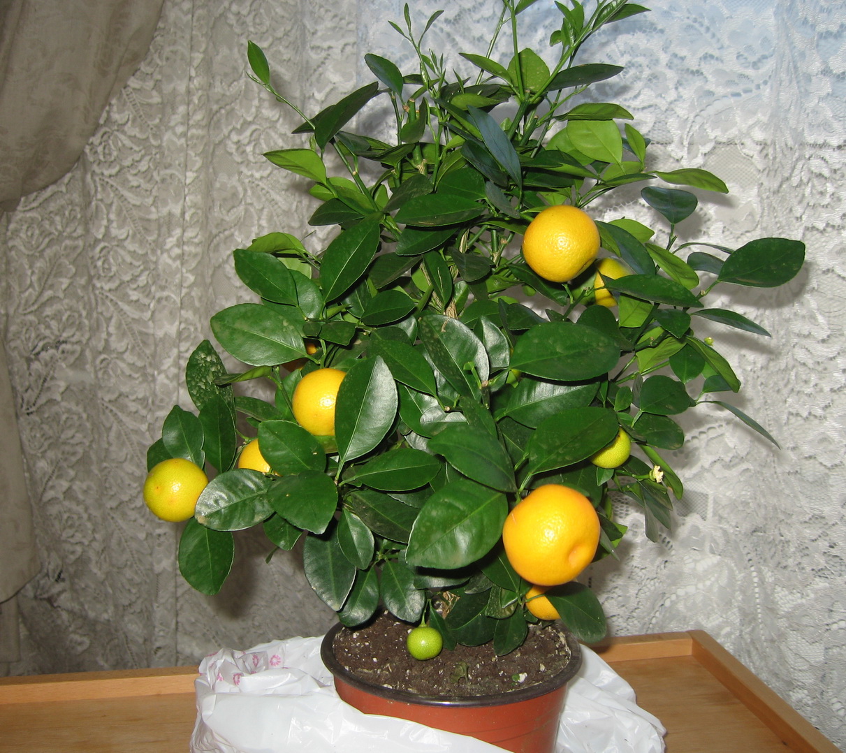 Дерево лимона и мандарина