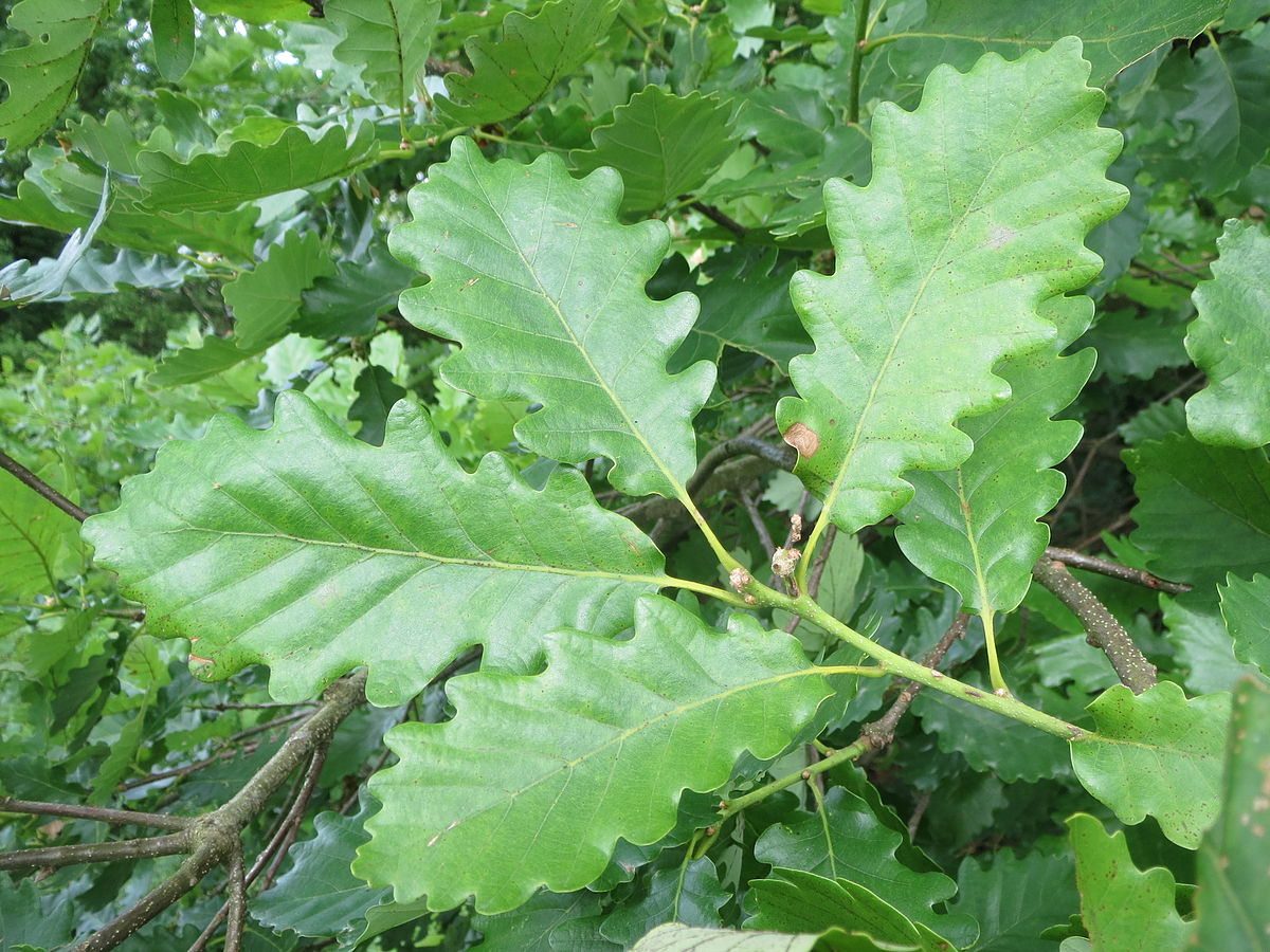 Дуб скальный Quercus petraea