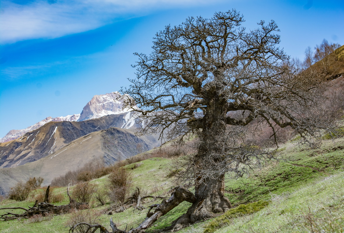 Кавказский скальный дуб