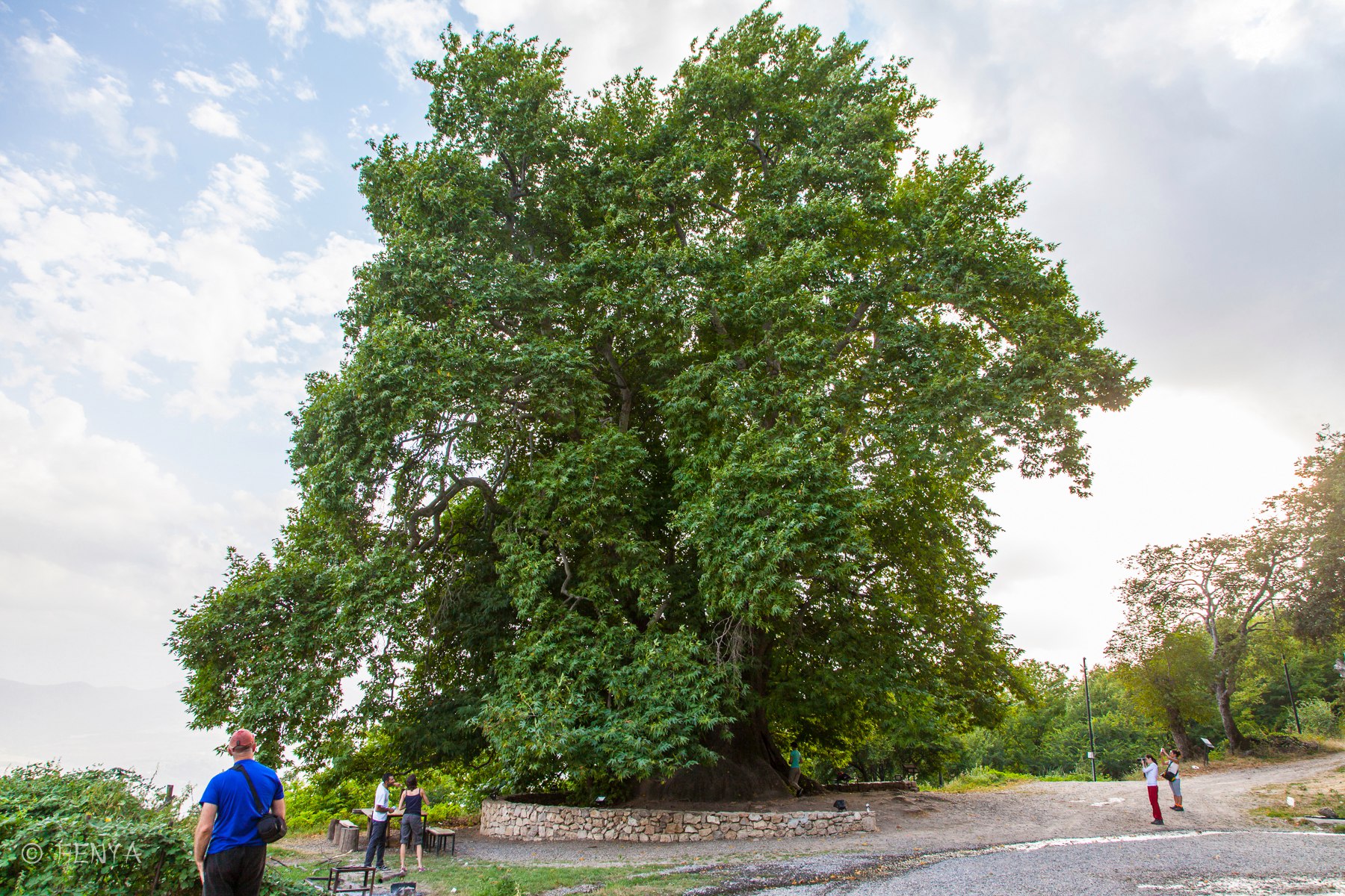 Платан дерево в Армении