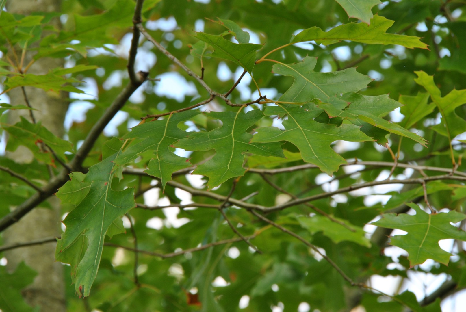 Quercus hartwissiana