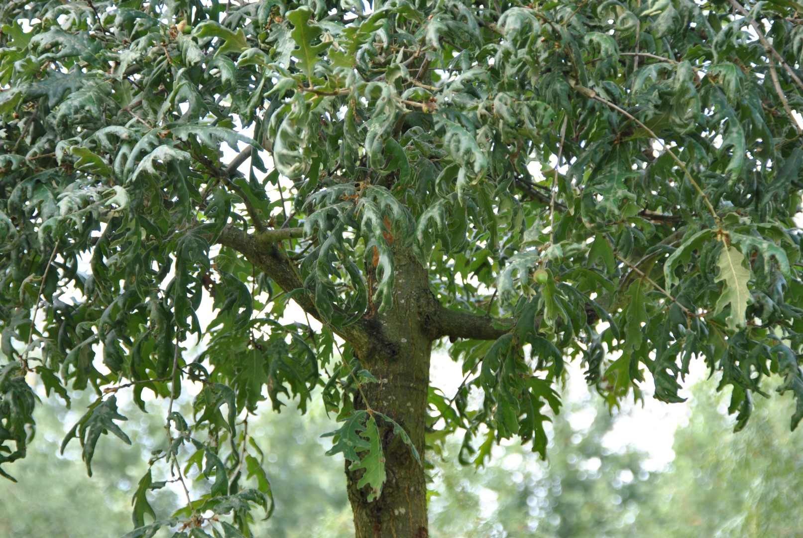Quercus Robur 'pendula'