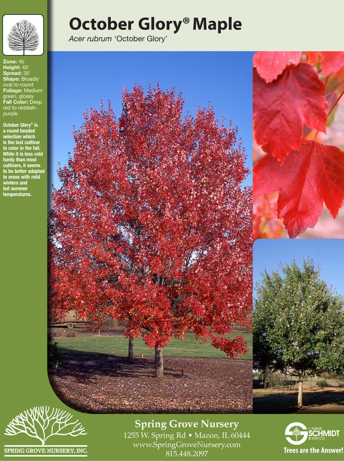 Acer (клен) rubrum October Glory