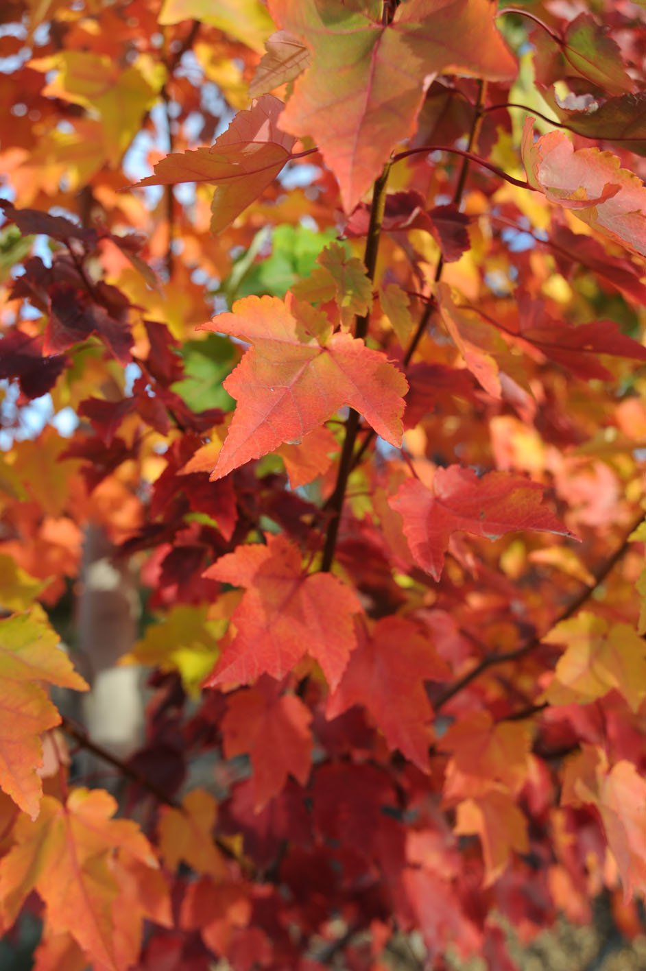 Клен красный (Acer rubrum) October Glory